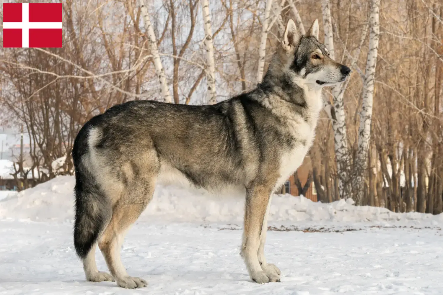 Saarloos-Wolfdog szczenięta i hodowcy Dania Znajdź hodowców Saarloos Wolfdog w Dania tutaj.