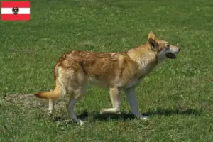 Read more about the article Hodowcy i szczenięta Saarloos Wolfhound w Austria