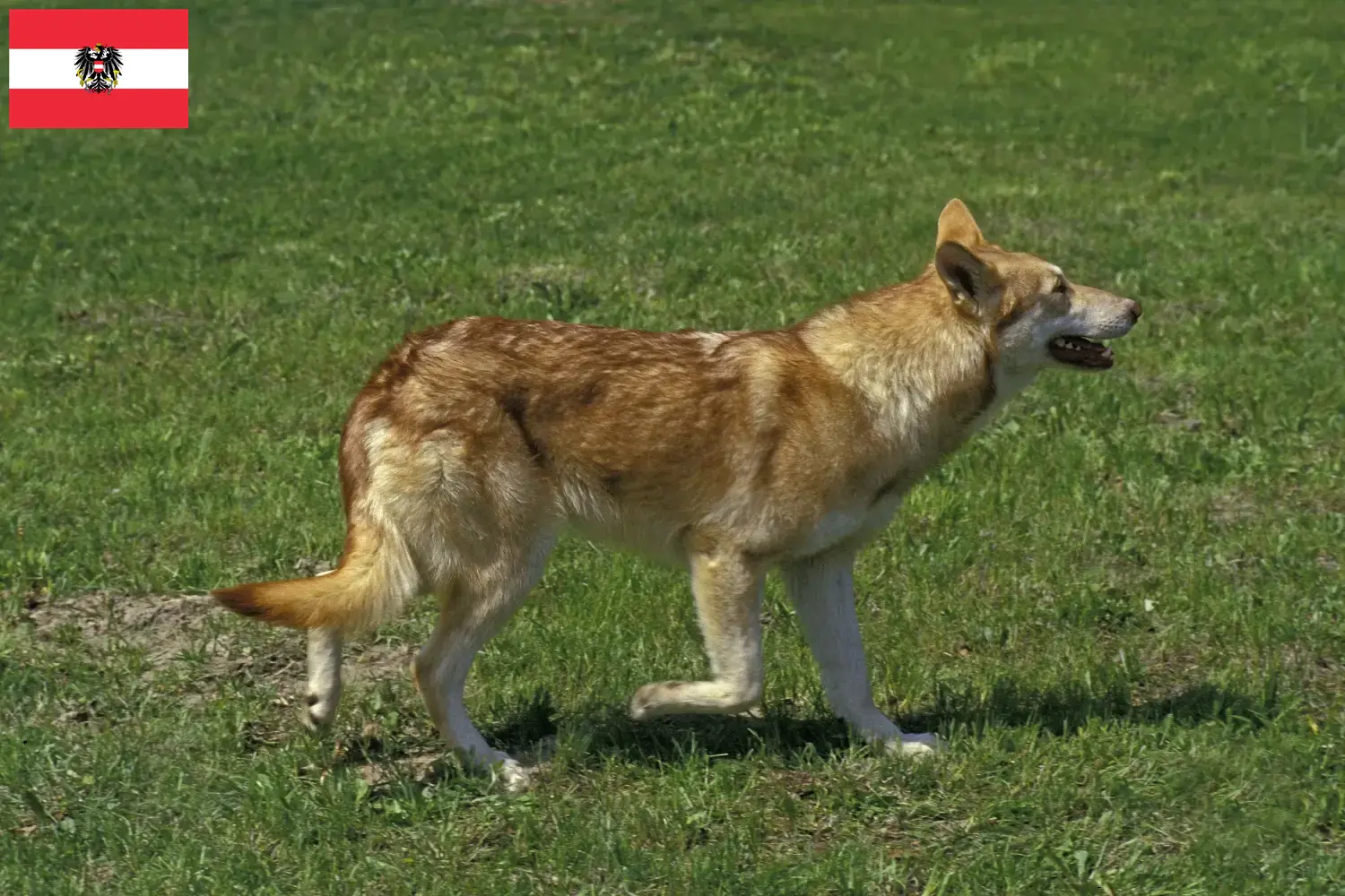 Saarloos Wolfhound szczenięta i hodowcy Austria Tutaj możesz znaleźć hodowców Saarloos Wolfdog w Austria.