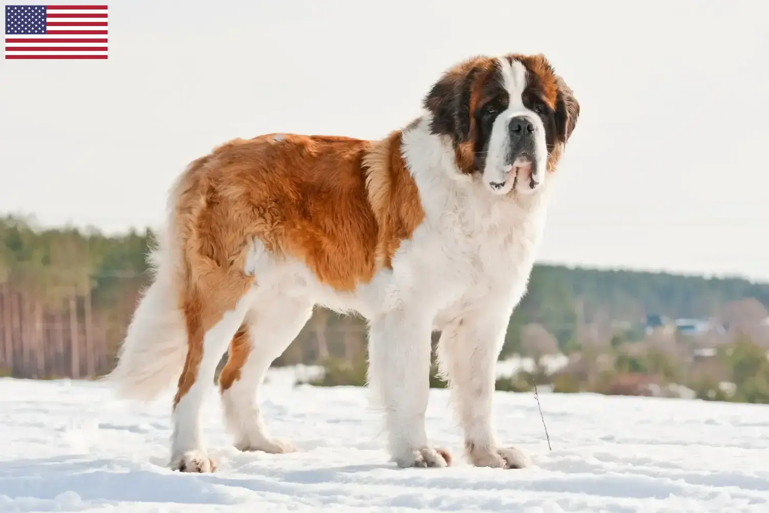 Read more about the article Hodowcy i szczenięta Saint Bernard w USA
