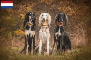 Read more about the article Hodowcy i szczenięta Saluki w Holandia