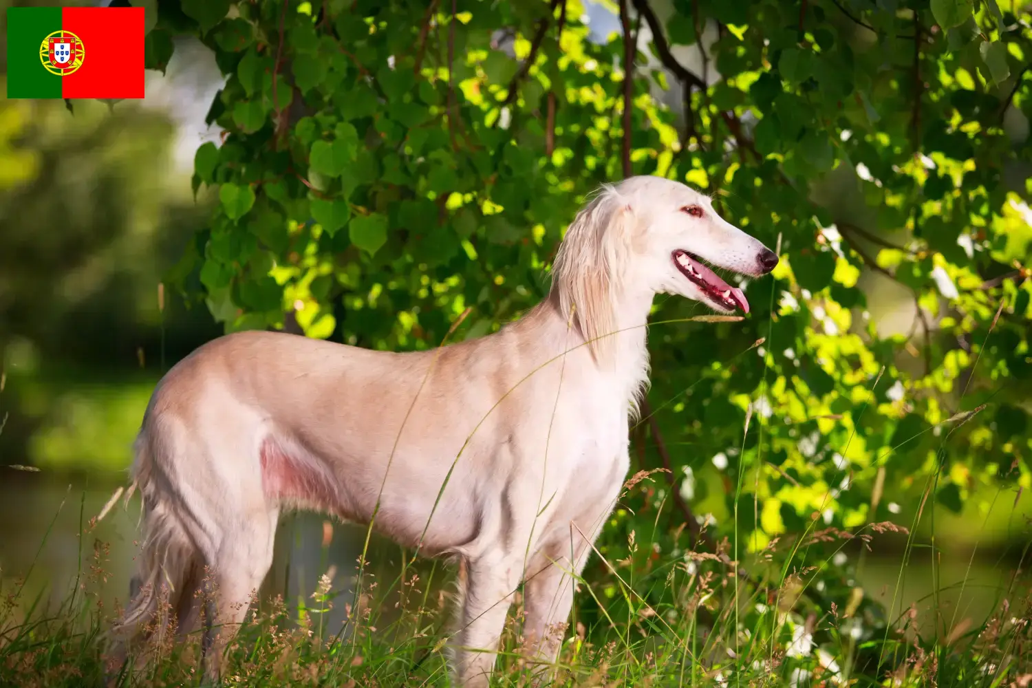 Read more about the article Hodowcy i szczenięta Saluki w Portugalia