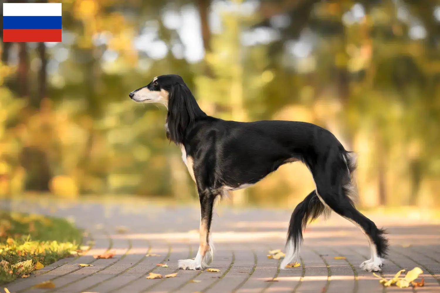 Read more about the article Hodowcy i szczenięta Saluki w Rosja