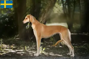 Read more about the article Hodowcy i szczenięta Saluki w Szwecja