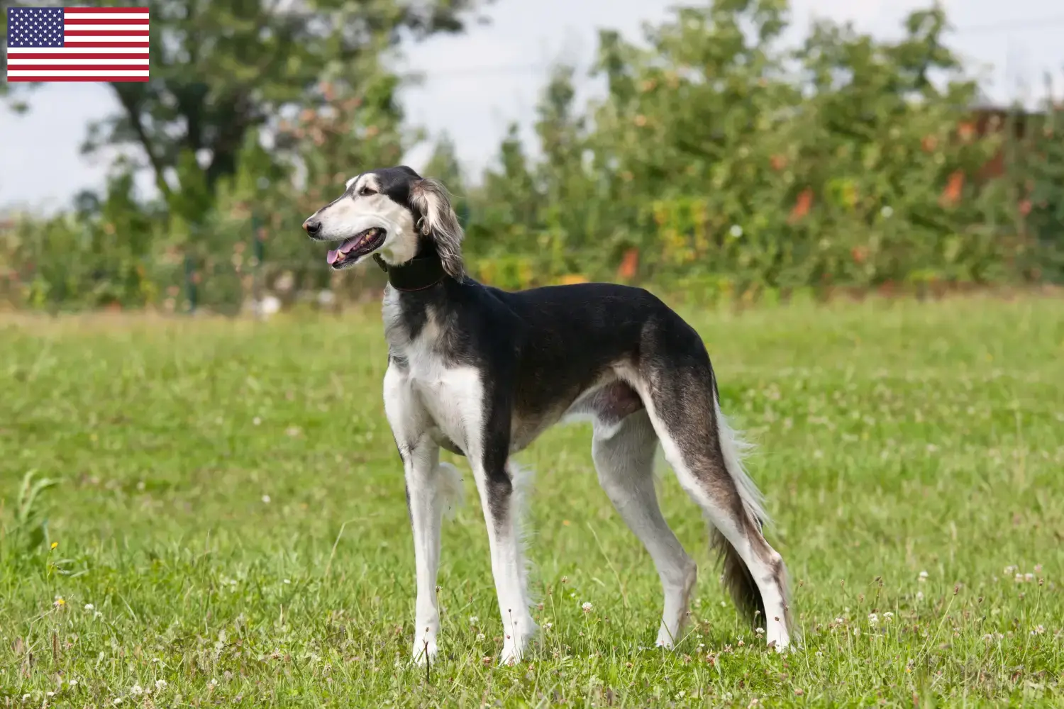 Read more about the article Hodowcy i szczenięta Saluki w USA