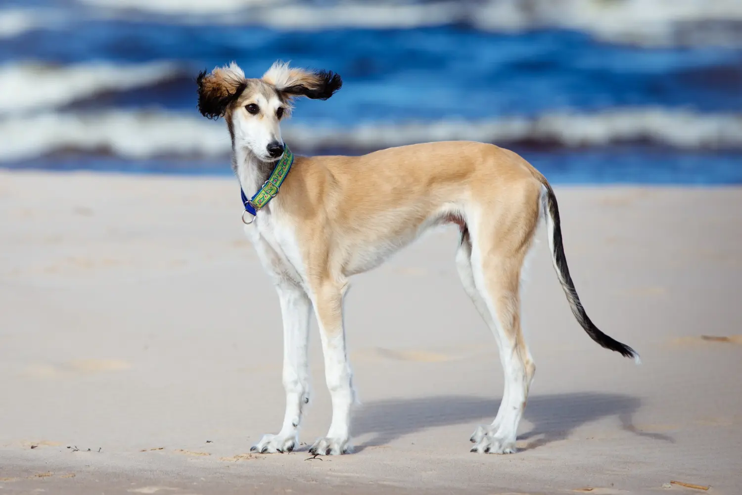 Kupno szczeniaka Saluki oznacza wzięcie na siebie odpowiedzialności! Kup szczenięta Saluki.