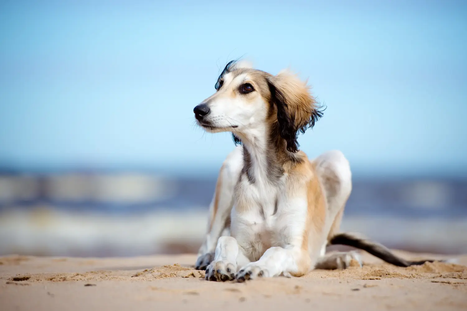 Kupno szczeniaka Saluki oznacza wzięcie na siebie odpowiedzialności! Kup szczenięta Saluki.