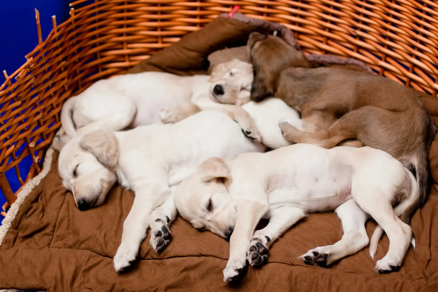 Kupno szczeniaka Saluki oznacza wzięcie na siebie odpowiedzialności! Kup szczenięta Saluki.