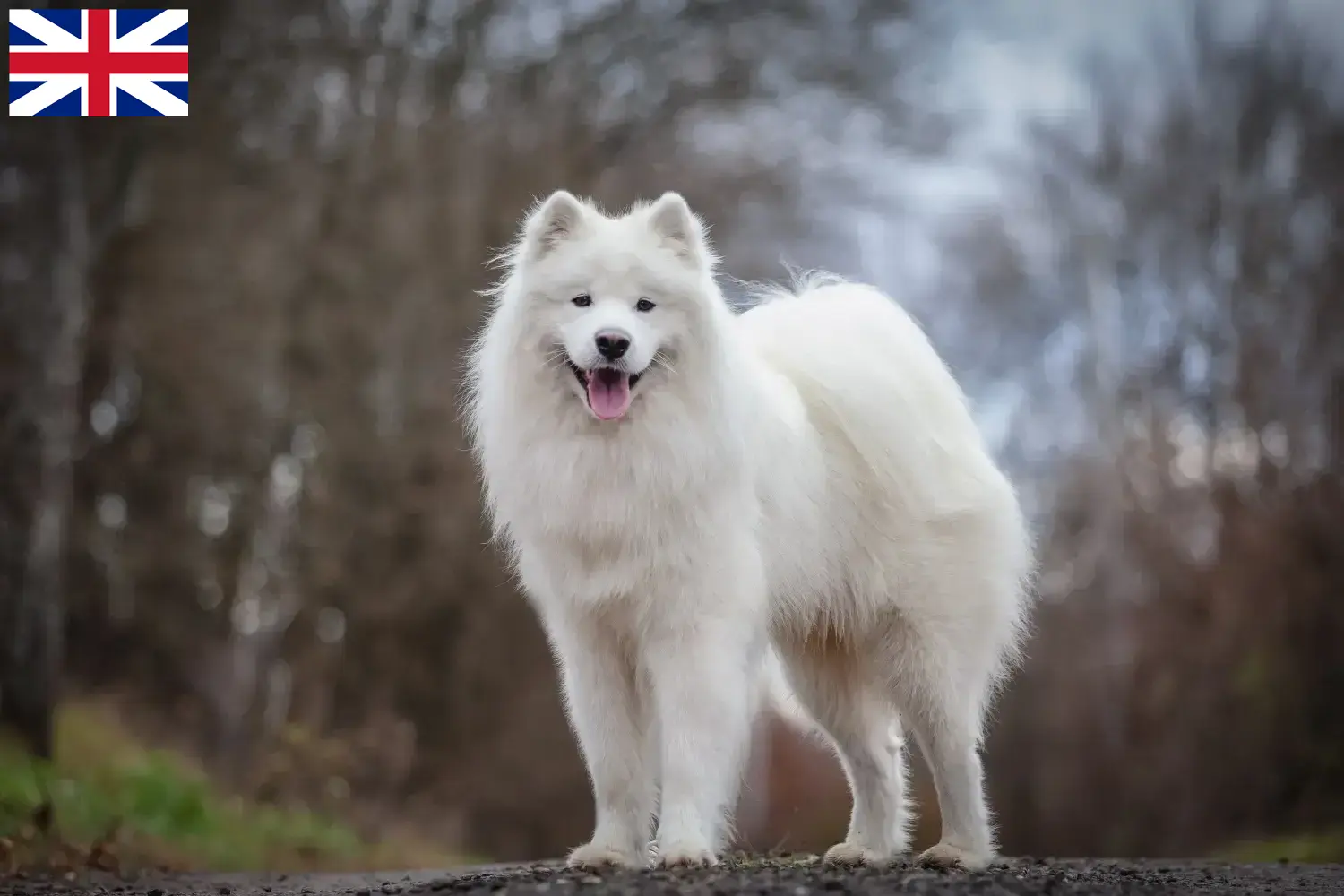 Samoyed szczenięta i hodowcy Wielka Brytania Tutaj znajdziesz hodowców rasy Samoyed w Wielka Brytania.