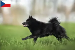 Read more about the article Hodowcy i szczenięta Schipperke w Czechy