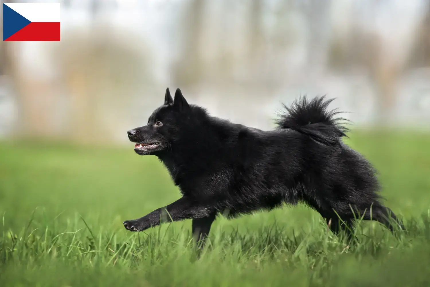 Schipperke szczenięta i hodowcy Czechy Tutaj można znaleźć hodowców Schipperkes w Czechy.