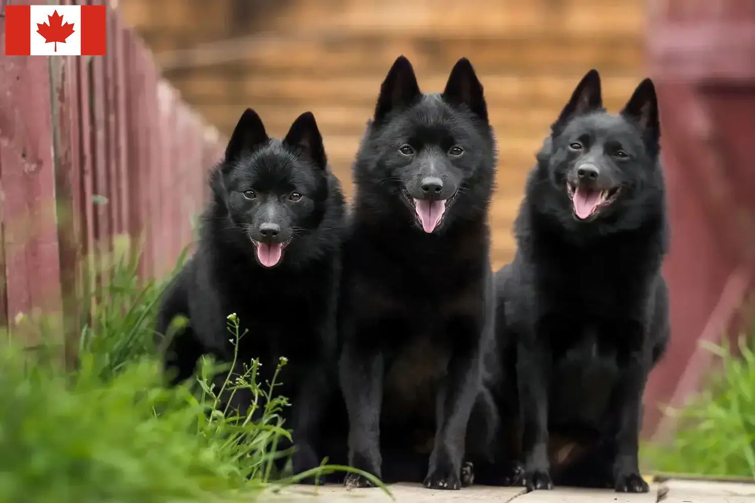 Schipperke szczenięta i hodowcy Kanada Tutaj znajdziesz hodowców rasy Schipperkes w Kanada.
