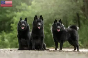 Read more about the article Hodowcy i szczenięta Schipperke w USA