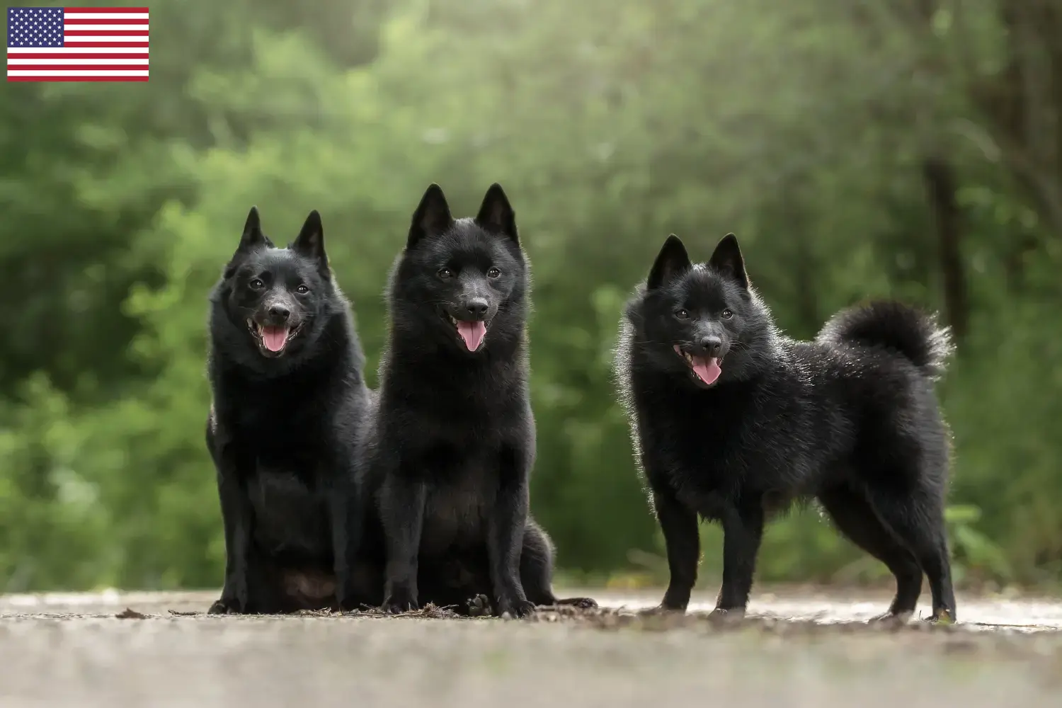 Schipperke szczenięta i hodowcy USA Tutaj znajdziesz hodowców rasy Schipperkes w USA.