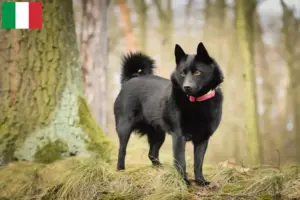 Read more about the article Hodowcy i szczenięta Schipperke w Włochy