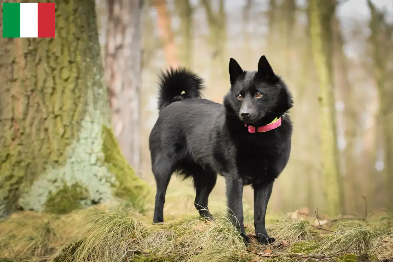 Schipperke szczenięta i hodowcy Włochy Tutaj znajdziesz hodowców rasy Schipperkes w Włochy.