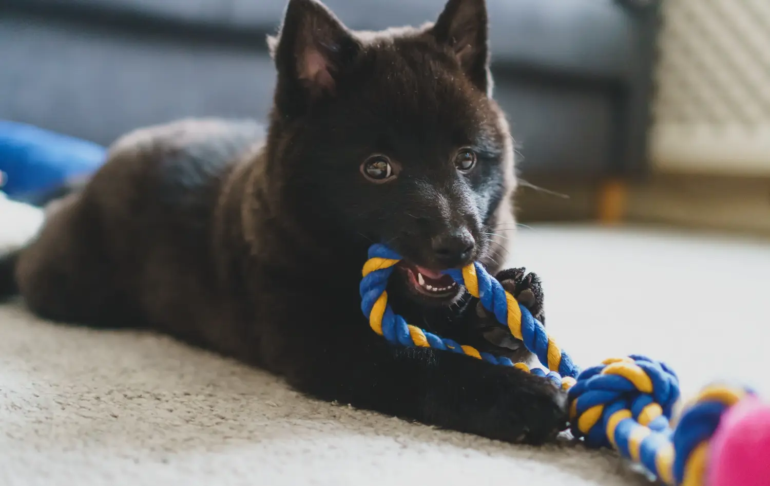 Kupno szczeniaka Schipperke oznacza wzięcie na siebie odpowiedzialności! Kup szczenięta rasy Schipperke.