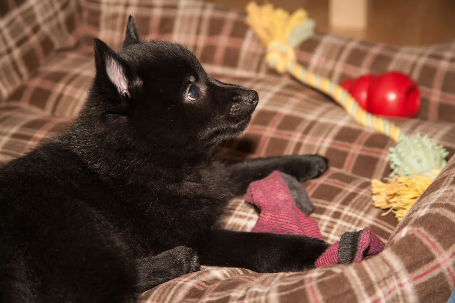Kupno szczeniaka Schipperke oznacza wzięcie na siebie odpowiedzialności! Kup szczenięta rasy Schipperke.