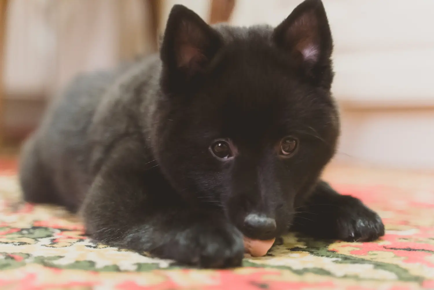 Kupno szczeniaka Schipperke oznacza wzięcie na siebie odpowiedzialności! Kup szczenięta rasy Schipperke.