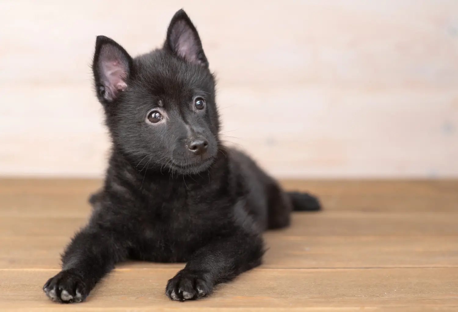 Kupno szczeniaka Schipperke oznacza wzięcie na siebie odpowiedzialności! Kup szczenięta rasy Schipperke.