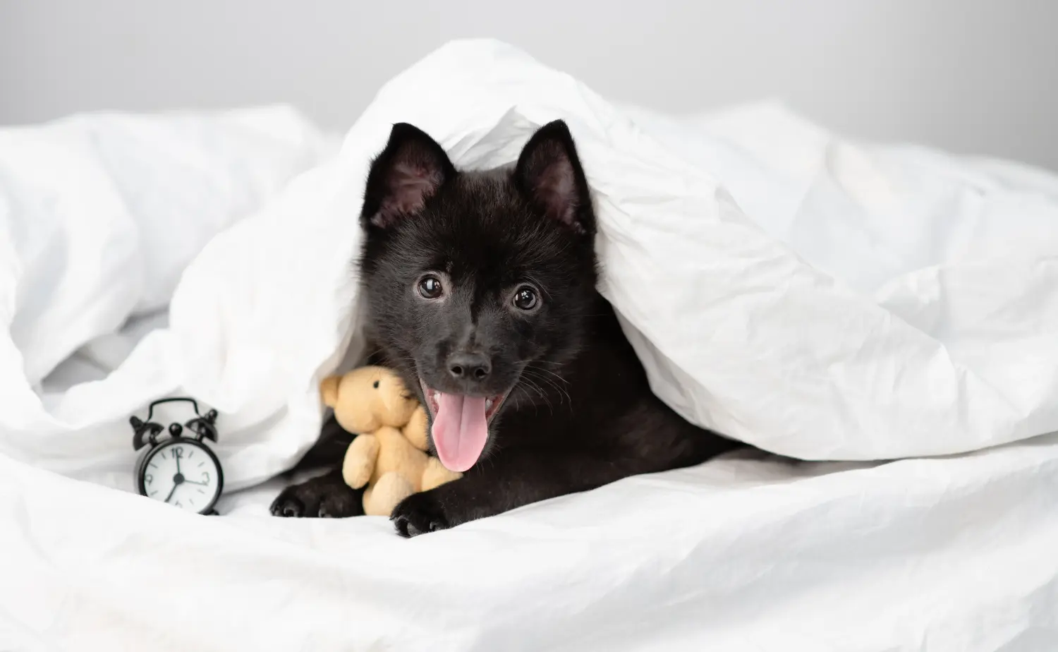 Kupno szczeniaka Schipperke oznacza wzięcie na siebie odpowiedzialności! Kup szczenięta rasy Schipperke.