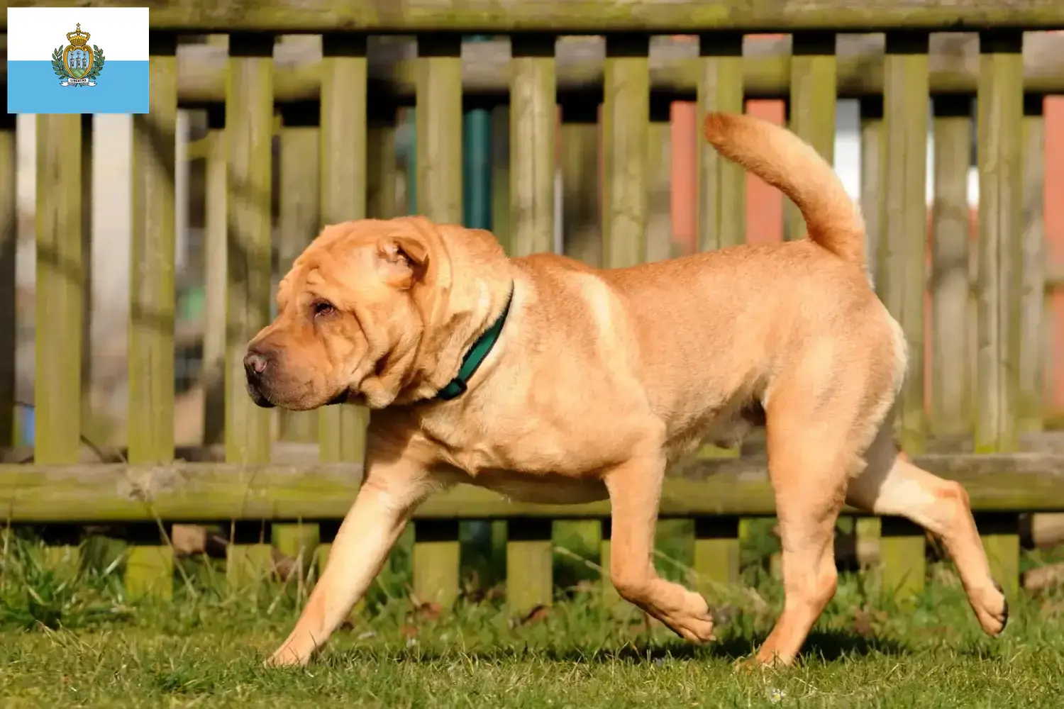 Shar-Pei szczenięta i hodowcy San Marino Tutaj znajdą Państwo hodowców Shar-Pei w San Marino.