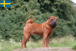 Read more about the article Hodowcy i szczenięta Shar-Pei w Szwecja
