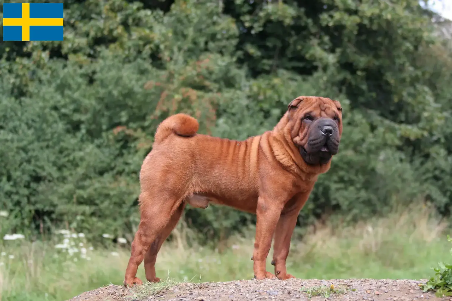 Shar-Pei szczenięta i hodowcy Szwecja Znajdź hodowców Shar-Pei w Szwecja tutaj.