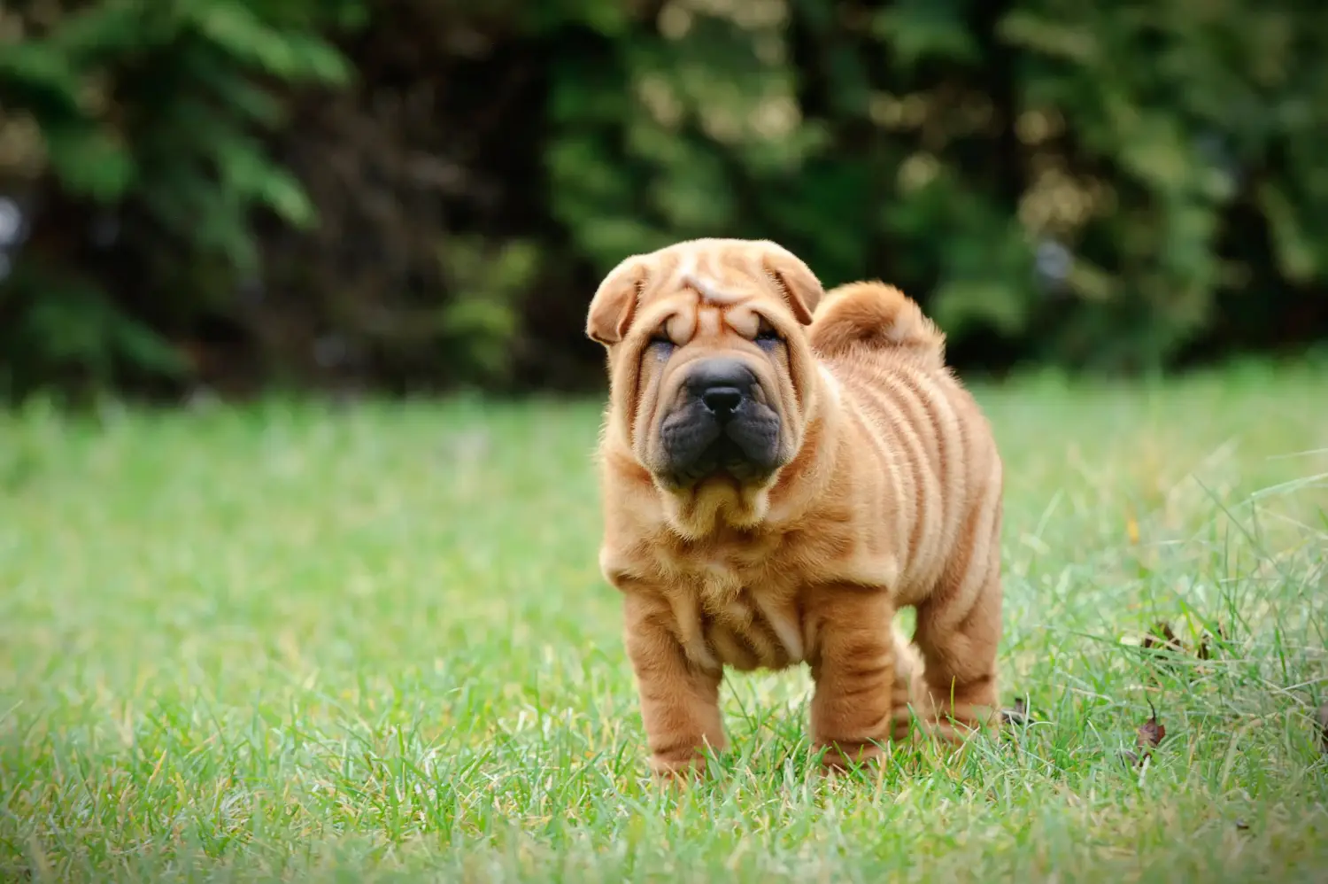 Kupno szczeniaka rasy Shar-Pei oznacza wzięcie na siebie odpowiedzialności! Kup szczenięta Shar-Pei.