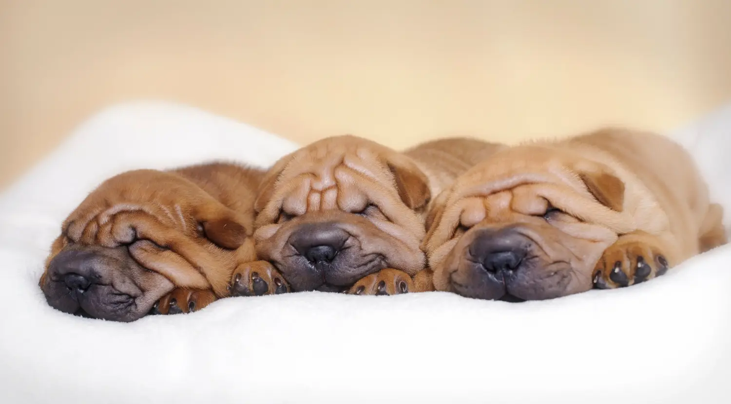 Kupno szczeniaka rasy Shar-Pei oznacza wzięcie na siebie odpowiedzialności! Kup szczenięta Shar-Pei.