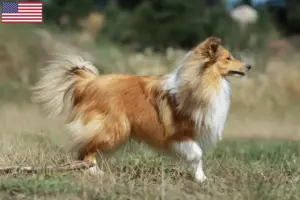 Read more about the article Hodowcy i szczenięta Sheltie w USA