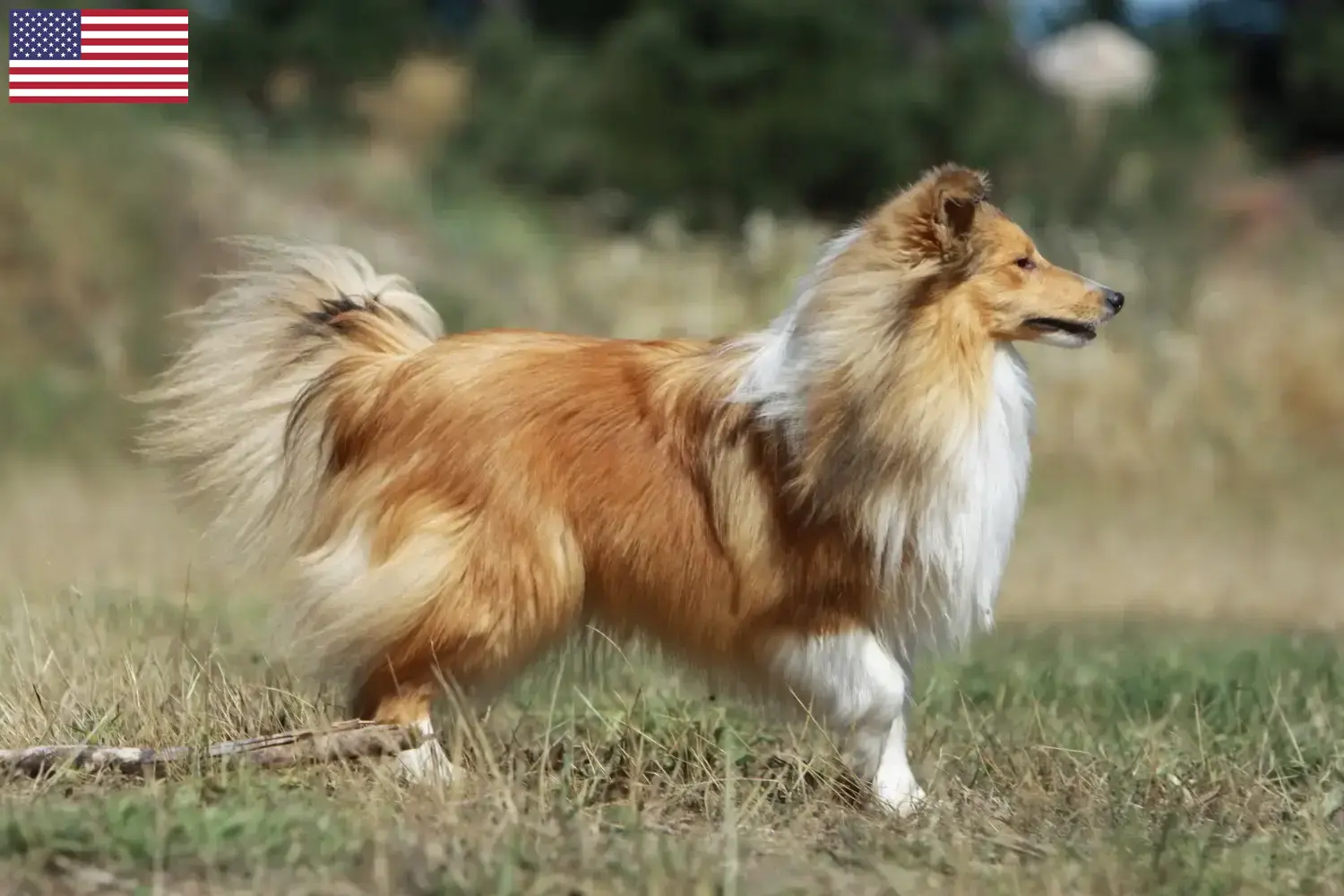 Szczeniaki Sheltie i hodowcy USA Tutaj znajdziesz hodowców rasy Shelties w USA.