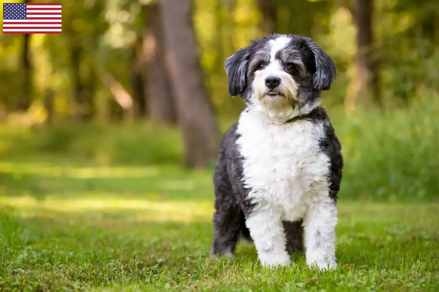 Read more about the article Hodowcy i szczenięta Shih-Poo w USA