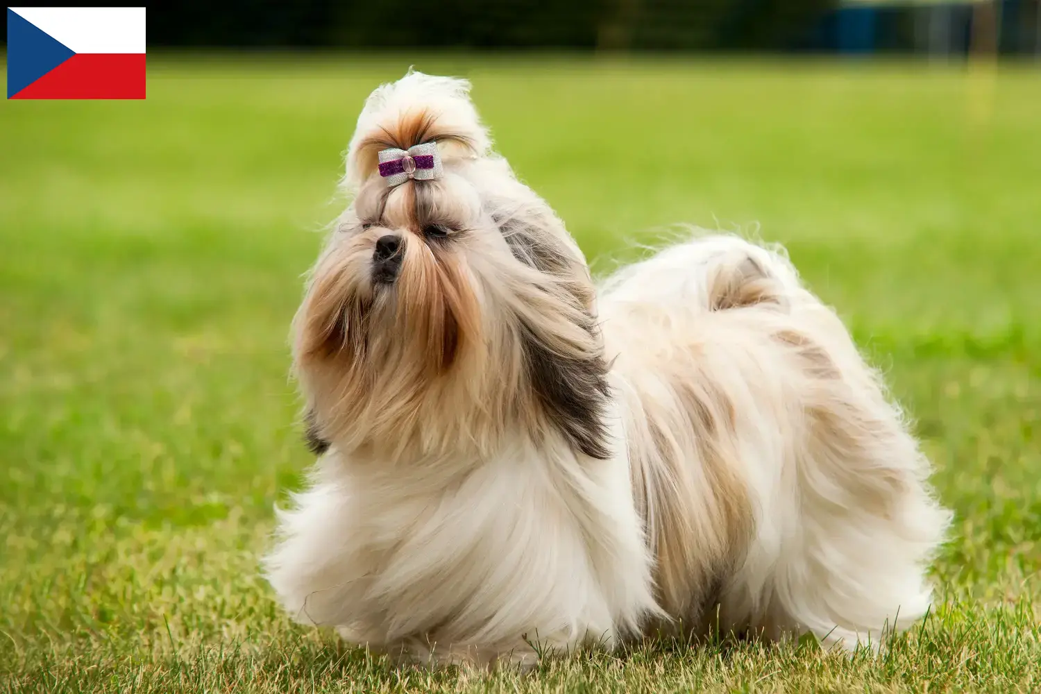 Shih tzu szczenięta i hodowcy Republika Czeska Znajdź hodowców rasy Shih tzu w Czechy.