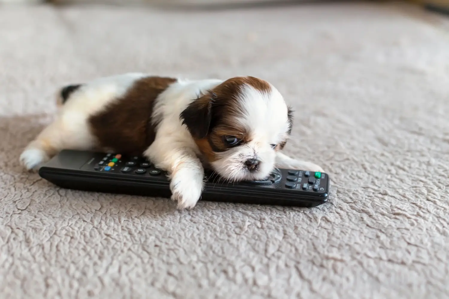 Kupno szczeniaka Shih Tzu oznacza wzięcie na siebie odpowiedzialności! Kup szczenięta Shih Tzu.