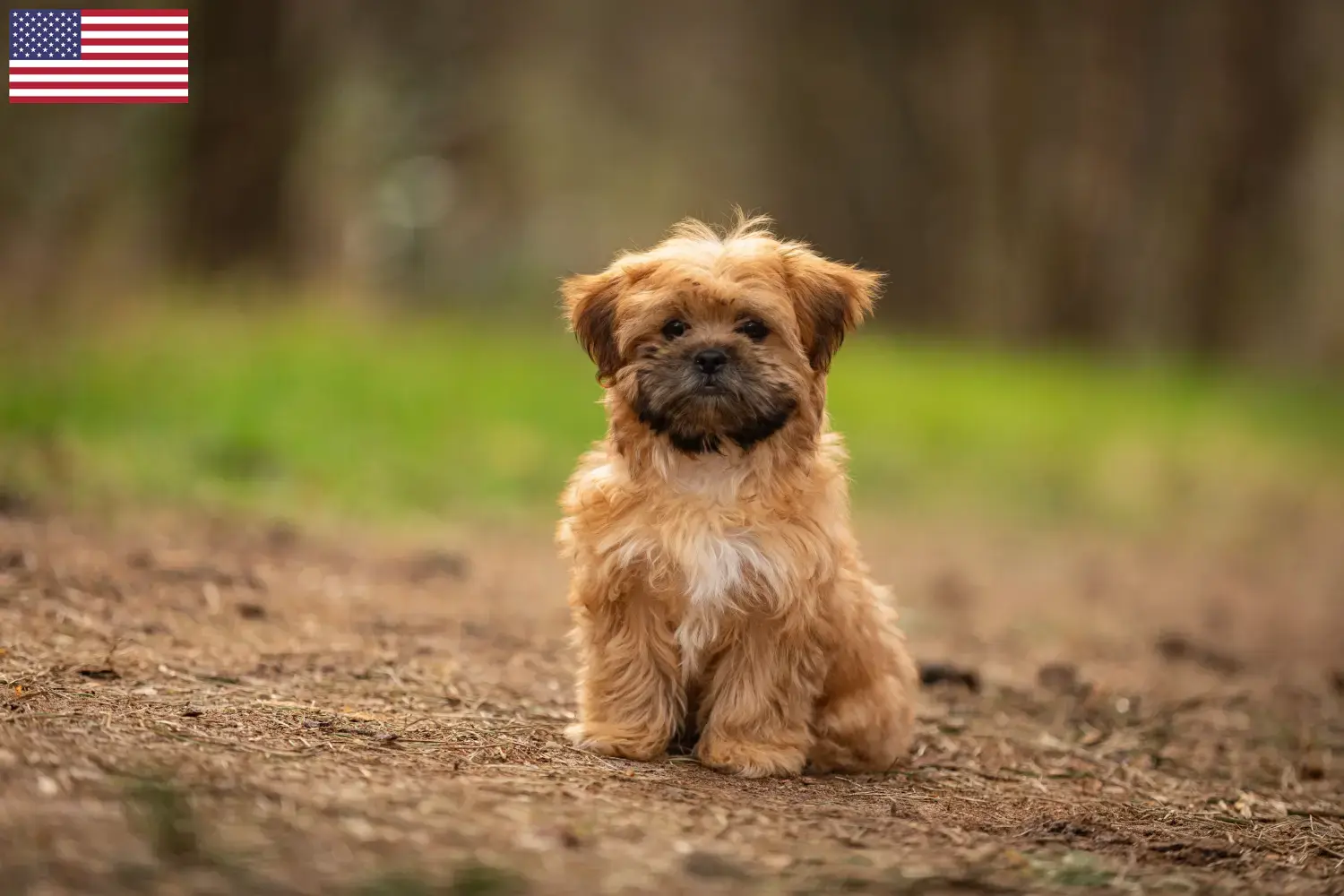 Read more about the article Hodowcy i szczenięta Shorkie w USA