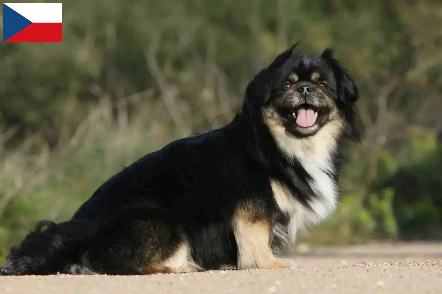Read more about the article Hodowcy i szczenięta spaniel tybetański w Czechy