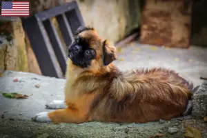 Read more about the article Hodowcy i szczenięta spaniel tybetański w USA