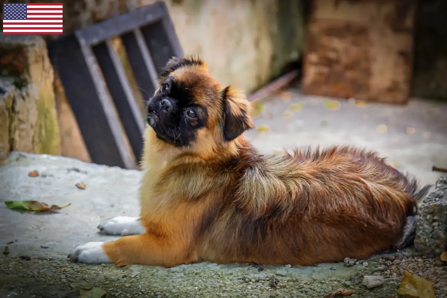 Read more about the article Hodowcy i szczenięta spaniel tybetański w USA