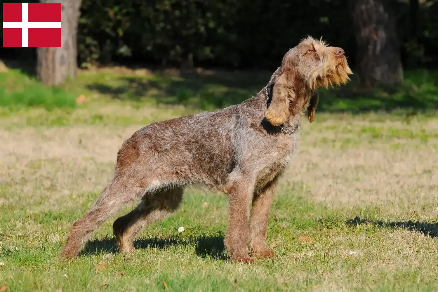 Read more about the article Spinone włoski hodowcy i szczenięta w Dania