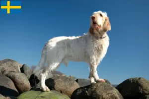 Read more about the article Spinone włoski hodowcy i szczenięta w Szwecja