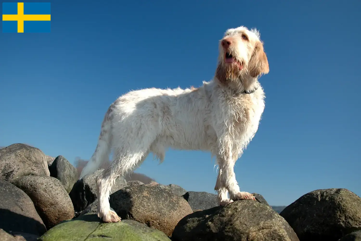 Read more about the article Spinone włoski hodowcy i szczenięta w Szwecja