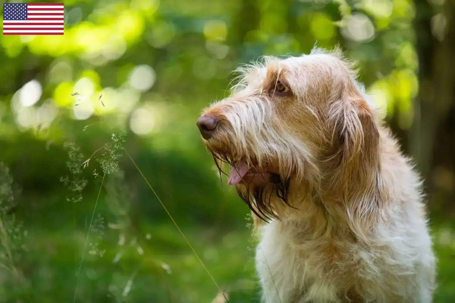 Read more about the article Spinone włoski hodowcy i szczenięta w USA