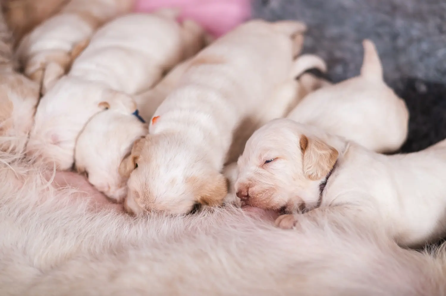 Kupno szczeniaka Spinone Italiano oznacza wzięcie na siebie odpowiedzialności! Kup szczenięta Spinone Italiano.