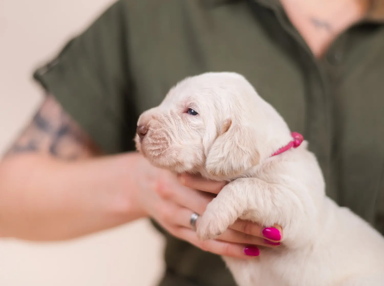 Kupno szczeniaka Spinone Italiano oznacza wzięcie na siebie odpowiedzialności! Kup szczenięta Spinone Italiano.