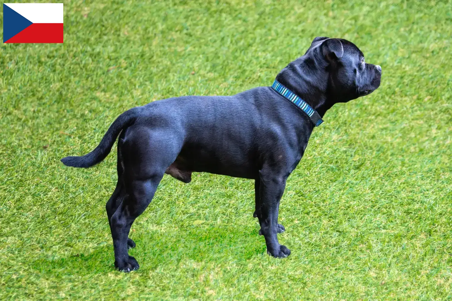 Staffordshire bull terrier szczenięta i hodowcy Czechy Tutaj można znaleźć hodowców Staffordshire bull terrier w Czechy.