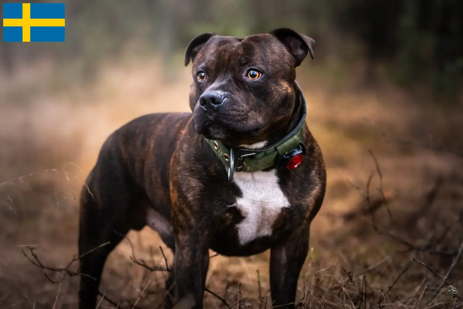 Staffordshire bull terrier szczenięta i hodowcy Szwecja Znajdź hodowcę Staffordshire bull terrier w Szwecja.