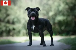 Read more about the article Hodowcy i szczenięta Staffordshire bull terrier w Kanada