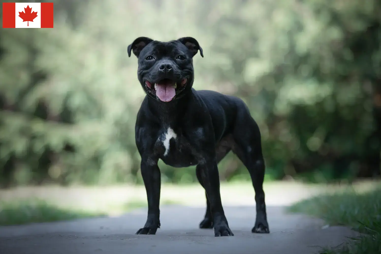Staffordshire bull terrier szczenięta i hodowcy Kanada Znajdź hodowców Staffordshire Bull Terrier w Kanada.