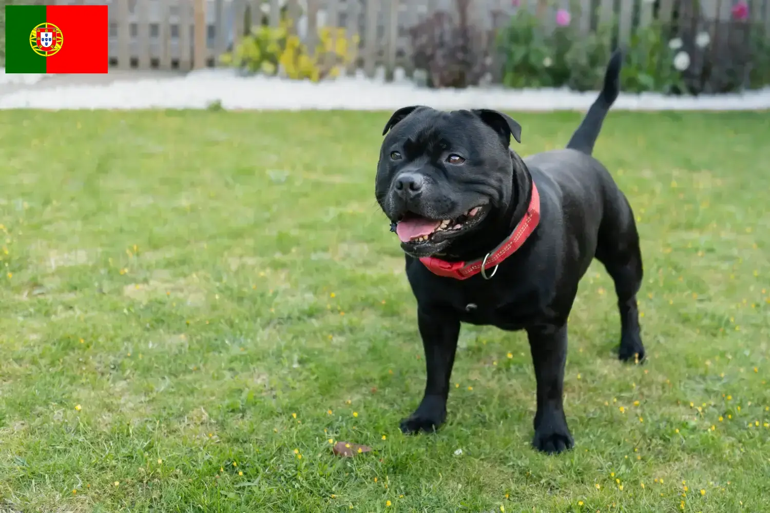 Staffordshire bull terrier szczenięta i hodowcy Portugalia Znajdź hodowcę Staffordshire bull terrier w Portugalia.